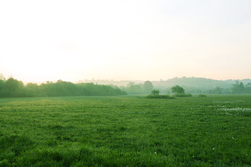 Canvas Print - Foggy morning in meadow