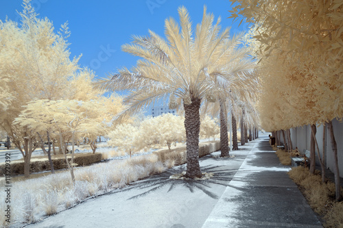 Cuadros en Lienzo Infrared image of trees and shrubs in false color