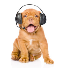 Bordeaux Puppy Dog With Phone Headset. Isolated On White 