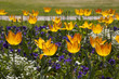 Frühlingsblumen, Tulpen, Tulipa