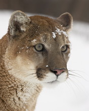 Mountain Lion Or Cougar (Felis Concolor) In Snow, Near Bozeman, Montana