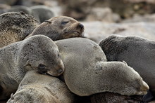Cluster Of Cape Fur Seal (South African Fur Seal) (Arctocephalus Pusillus), Elands Bay, Western Cape Province