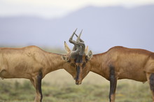 Two Male Red Hartebeest (Alcelaphus Buselaphus) Sparring, Mountain Zebra National Park