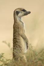 Meerkat (suricate) (Suricata Suricatta), Kgalagadi Transfrontier Park, Encompasing The Former Kalahari Gemsbok National Park
