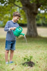 Boy watering a young plant