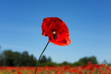 Meadow with poppy flowers, Polish landscape