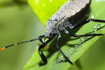 Stink bug