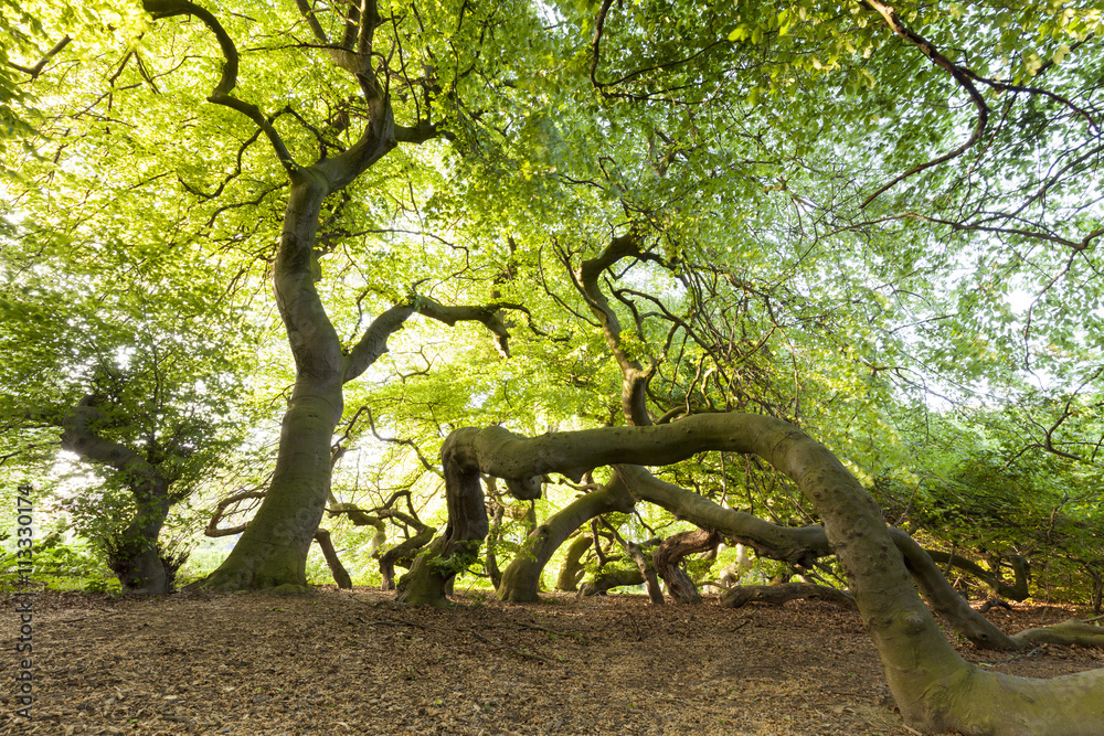 Germany, Suentel beeches, Fagus sylvatica var. Suentelensis Stock Photo |  Adobe Stock