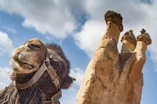 Camel And Rock Formation In Cappadocia, Turkey