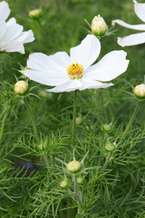 Wall Mural - white garden cosmos flower, cosmos bipinnatus