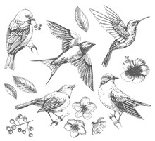 Set Of  Of Birds And Flowers