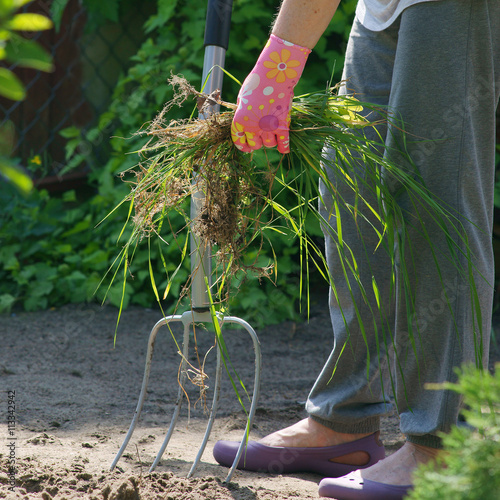 Weed Control In The Garden Couch Grass Buy This Stock Photo
