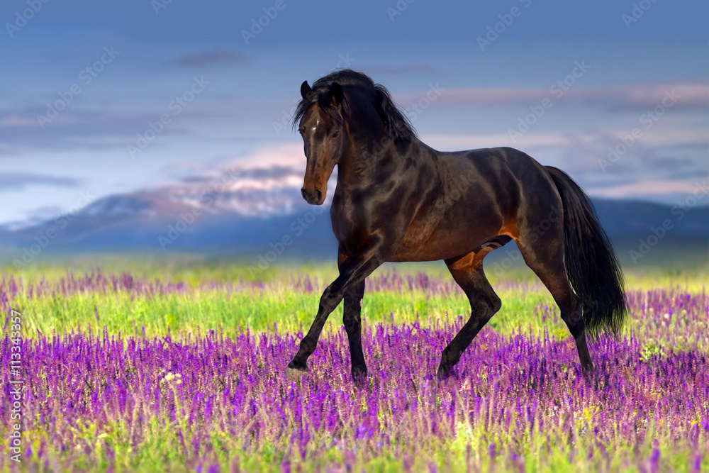 Stallion trotting in flowers against mountains - obrazy, fototapety, plakaty 