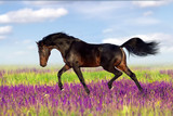 Fototapeta Konie - Stallion trotting in flowers against mountains