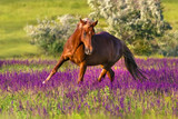 Fototapeta Sypialnia - Red horse with long mane run in flowers at summer day