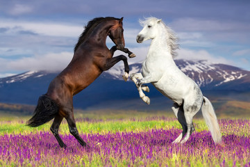  Dwa koni wychów przeciw widokowi górskiemu w kwiatu polu