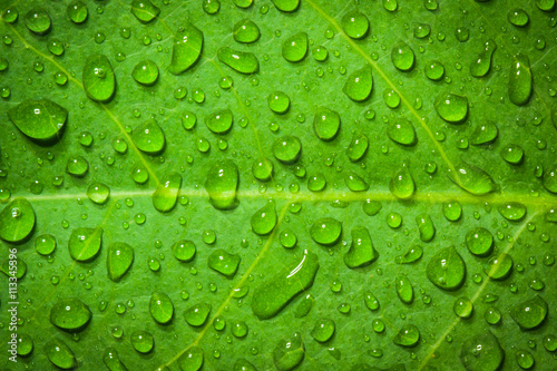 Water droplets on a leaf, background, nature.