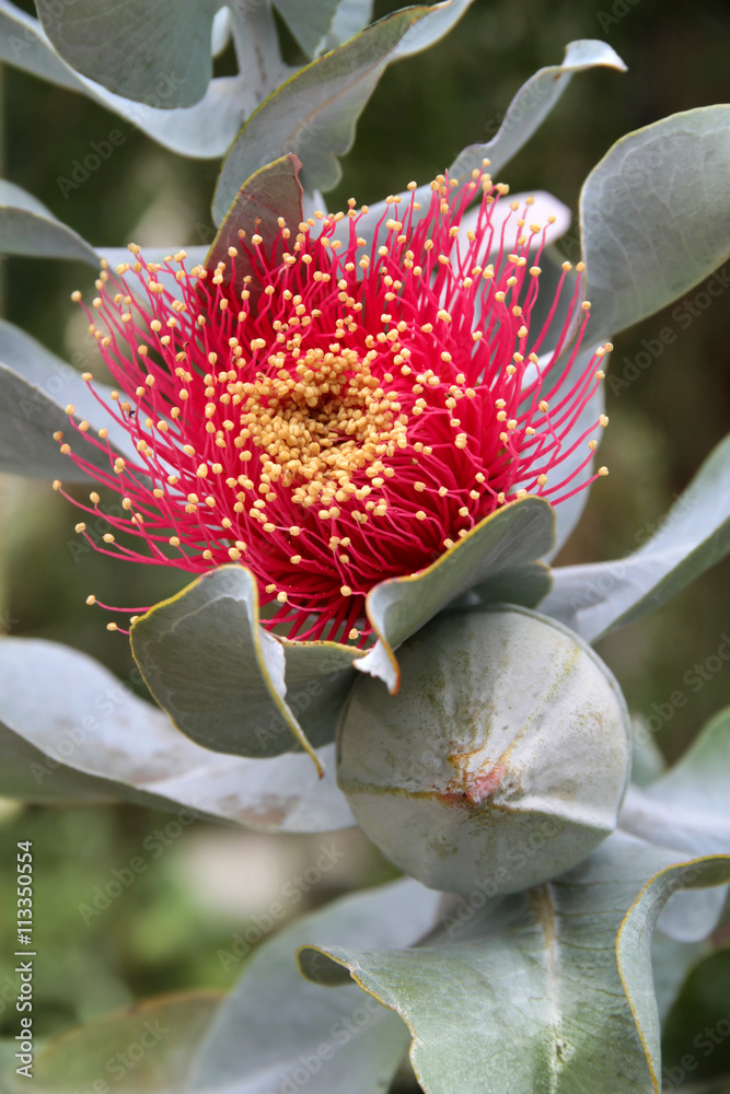 Eukalyptus Blüte - Eucalyptus Macrocarpa Blüte Stock Photo