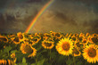 Sunflowers & Rainbow