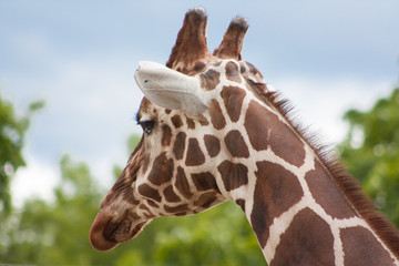 Giraffe sunny day