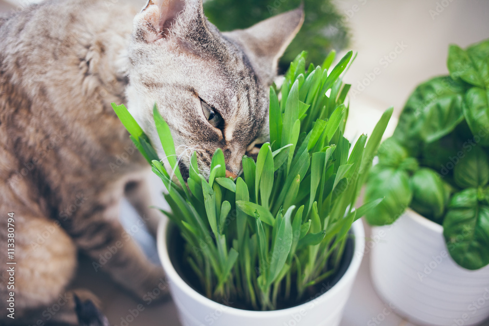 Close up of a domestic tabby color cat eating fresh green grass from the pot at home. Healthy lifestyle domestic pets concept