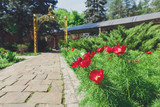 Tulips in the garden, landscape design.