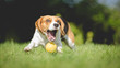 Funny Beagle dog fails to catch ball