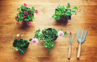 Wall Mural - Potted plants and garden tools on a rustic table