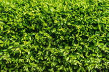 Perfect Green Leafs Background Vegetation Wall Close Up