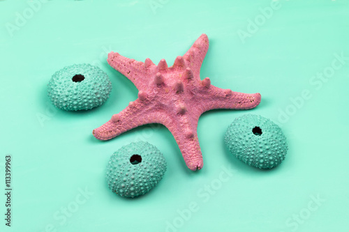 Fotografie, Obraz Pastel Pink Starfish and Blue Sea Urchins on Turquoise Backgroun