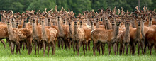 An Entire Herd Of Deers Staring As Though They Have Never Seen A Human Before.