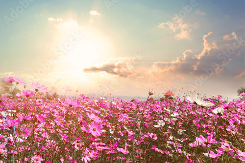 Fotografering Landscape nature background of beautiful pink and red cosmos flower field with sunshine