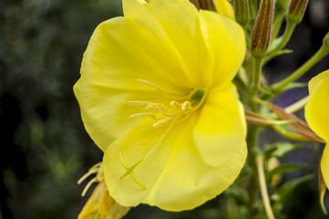 Wall Mural - Macro Yellow flower