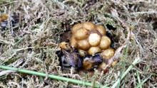 Bumble Bee In Nest
