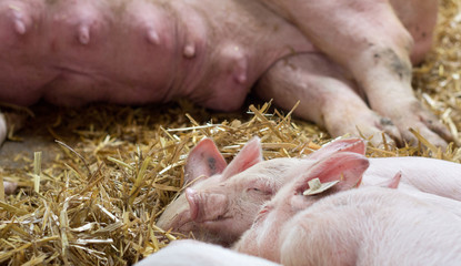 Wall Mural - Piglets sleeping on straw