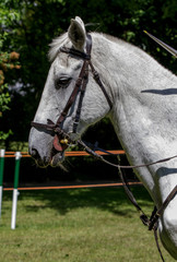 Wall Mural - Side view headshot of a fleabitten grey horse