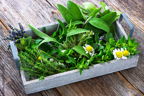 Fresh herbs from garden  on wooden  background Canvas Print