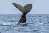 Humpback Whale in Machalilla national park, Ecuador