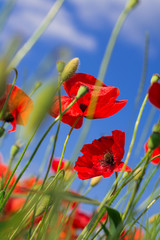 Wall Mural - Red poppy flowers on a background of blue sky with white clouds