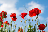 Fototapeta Maki - Red poppy flowers on a background of blue sky with white clouds