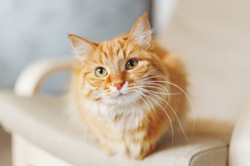 Wall Mural - Cute ginger cat is sitting on chair. Fluffy pet looks curious. Cozy home background.