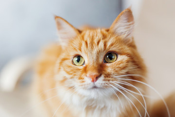 Wall Mural - Close up portrait of cute ginger cat. Fluffy pet looks curious. Cozy home background.