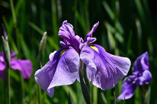 Japanese Iris Flower. Kyoto Japan June.
花菖蒲 
