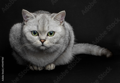 Cat With Green Eyes Beautiful Gray British Shorthair Cat With