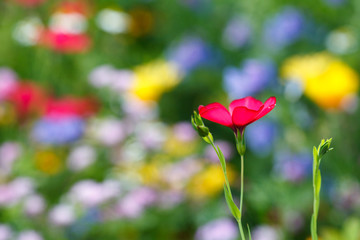  Single flower on a floral meadow, blurry background