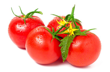 tomato with leaves flower water drops isolated on white background