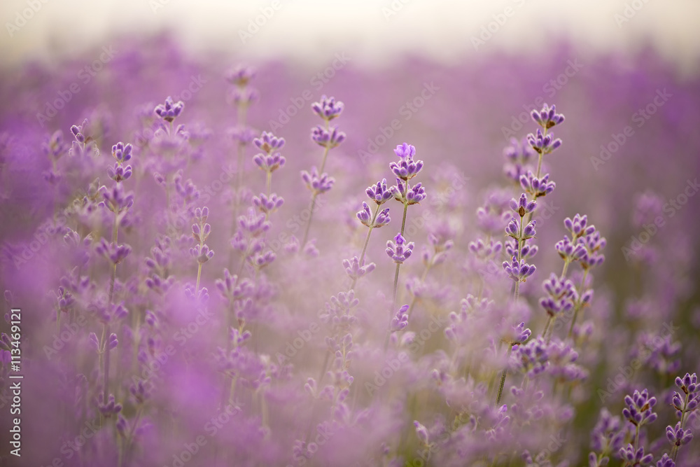 Meadow of lavender. Nature composition. Selective focus - obrazy, fototapety, plakaty 