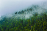 Fototapeta Krajobraz - trees in a fog on the mountain,Evergreen Forest