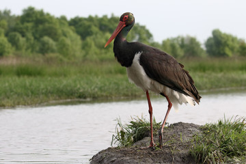 Poster - Black stork, Ciconia nigra