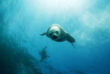 Low Angle View Of Seals Swimming In Sea